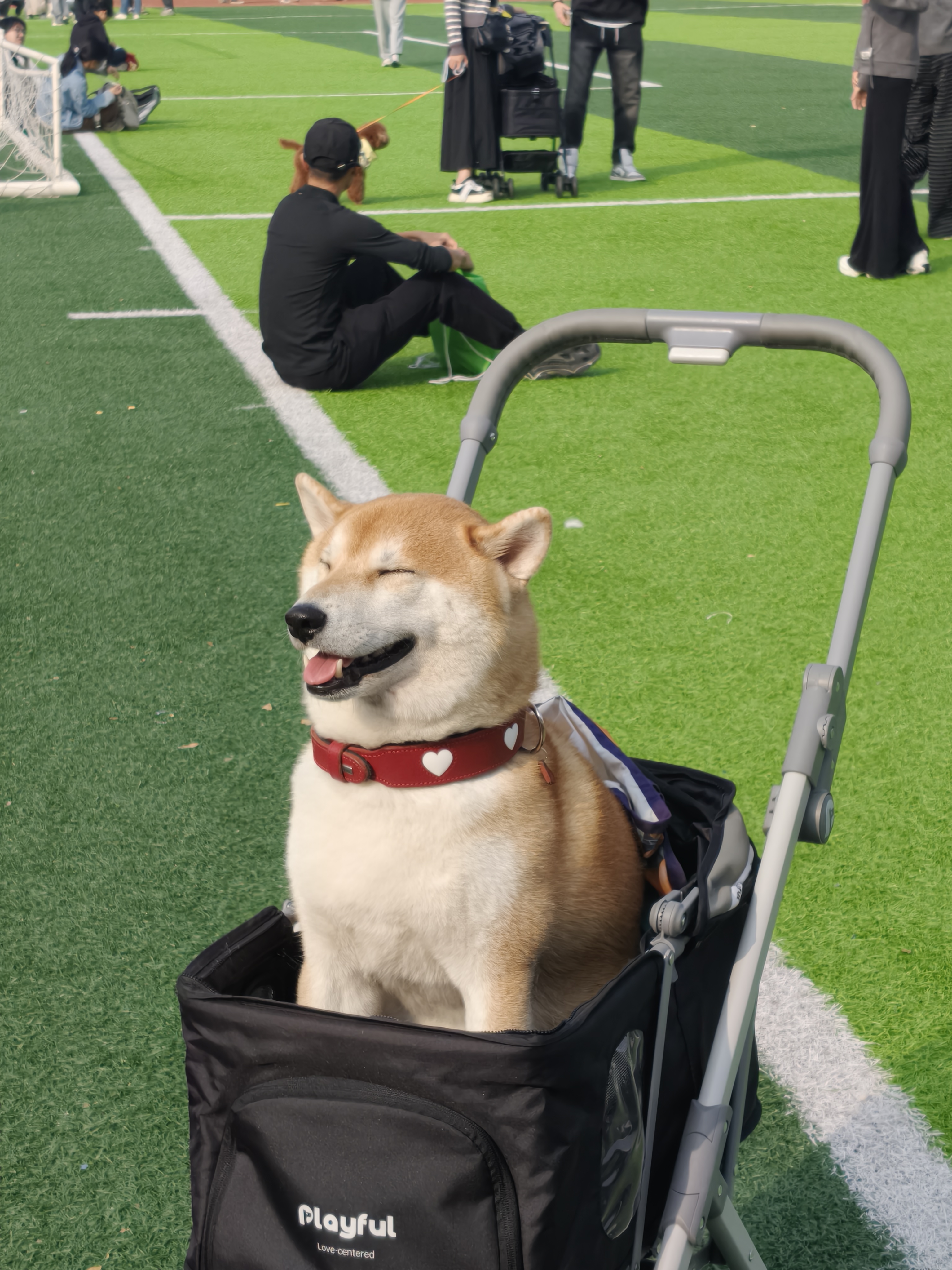 Sample figure — Shiba in a pet wagon
